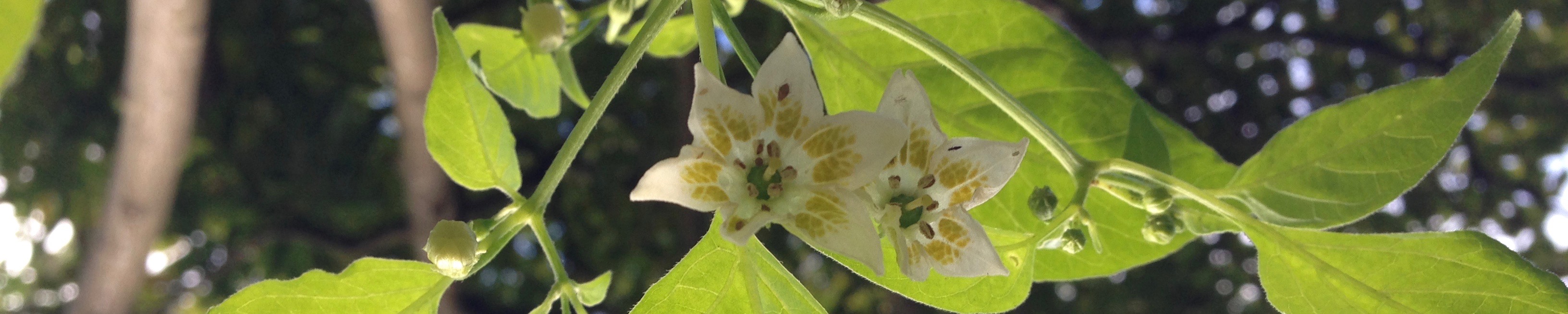 Flor de chile cayena, verano 2016