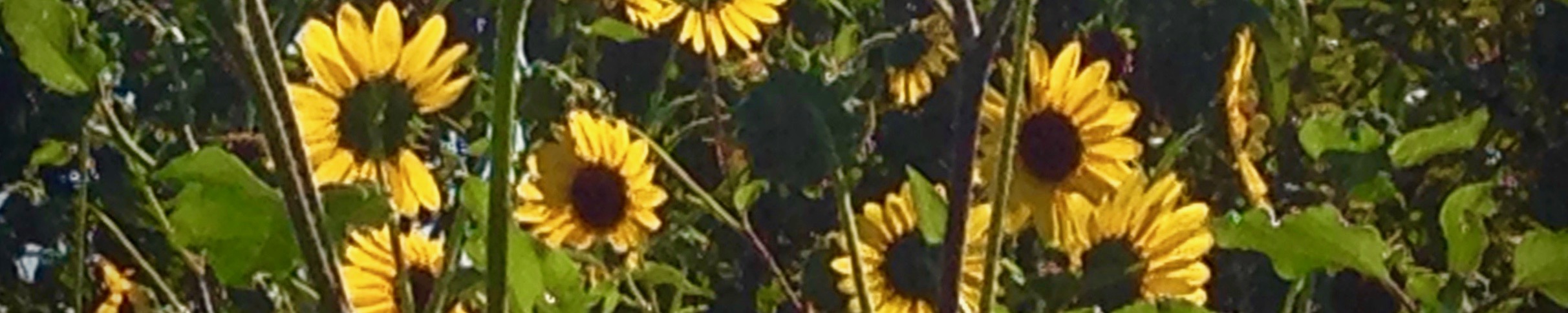 Sunflowers, summer 2020
