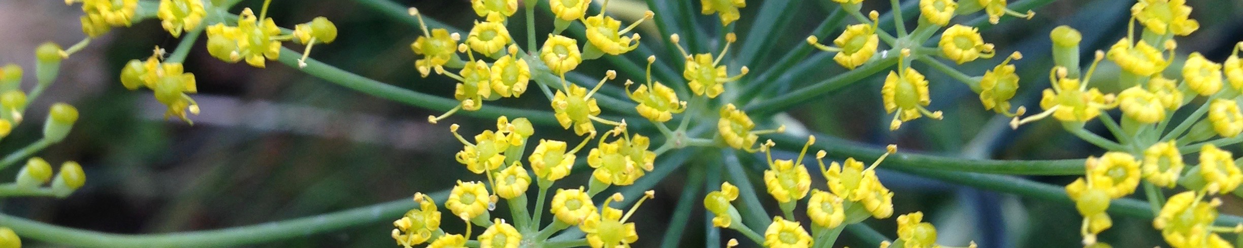 Fennel flower, summer 2016