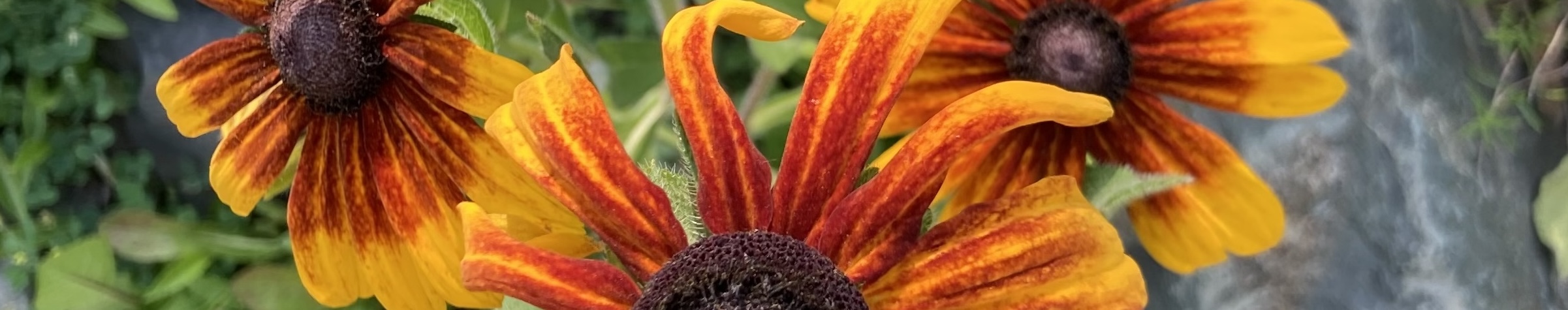Rudbeckia, summer 2022
